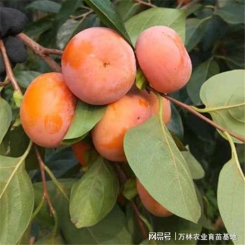 大秋甜柿子树苗口感好,质量上品,对比于次郎,颇具,大秋甜柿是十分新