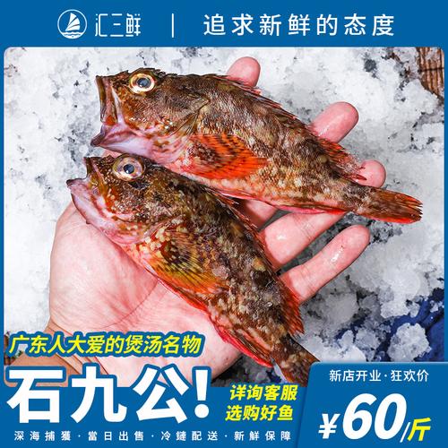 石九公虎头石头鲈翁野生石斑鱼小红红斑食用海鲜斑鱼