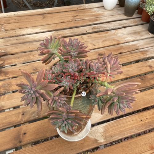 秋丽多肉老桩悬崖桩造型多肉状态秋丽多肉盆景一物一拍 14号#精品三枝