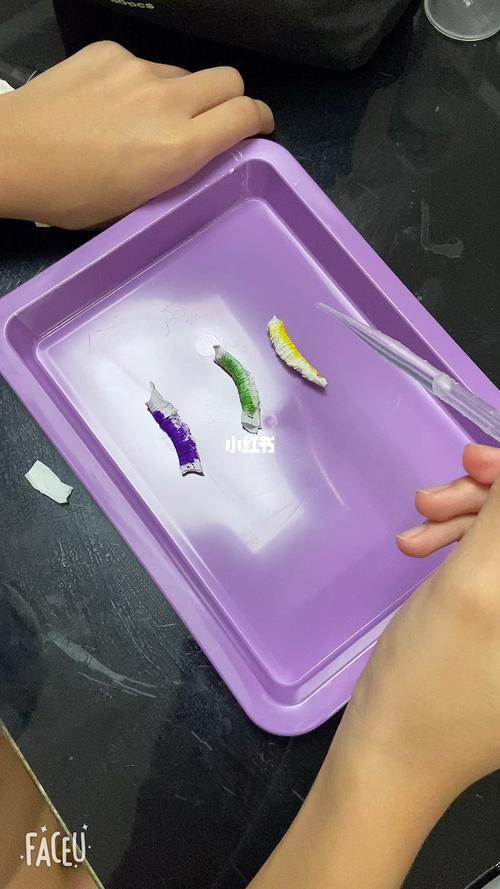 科学实验纸巾毛毛虫