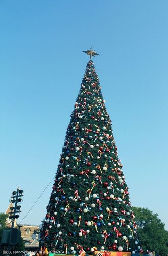 大型圣诞树图片