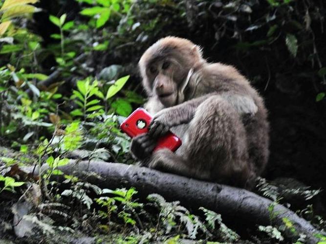 乐山峨眉山自助游:幽谷灵猴