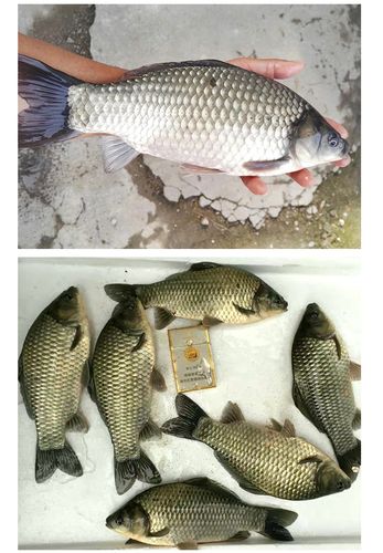 鲫鱼 湘云鲫工程鲫 丰产鲫 水产养殖鲫鱼苗