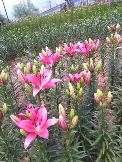 这是一片含苞待放的七彩百合花.
