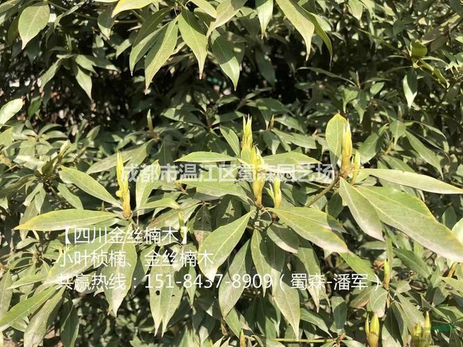 成都金丝楠木,四川金丝楠木,金丝楠木基地,温江金丝楠木