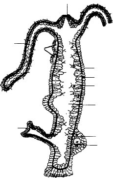 依图回答问题思考水螅各部分结构特点和生理意义(如图