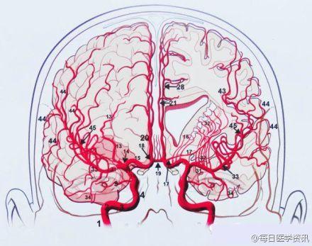 多图就懂精美的脑血管图谱Ⅰ选自脑血管解剖及病理三维血管造影图谱本