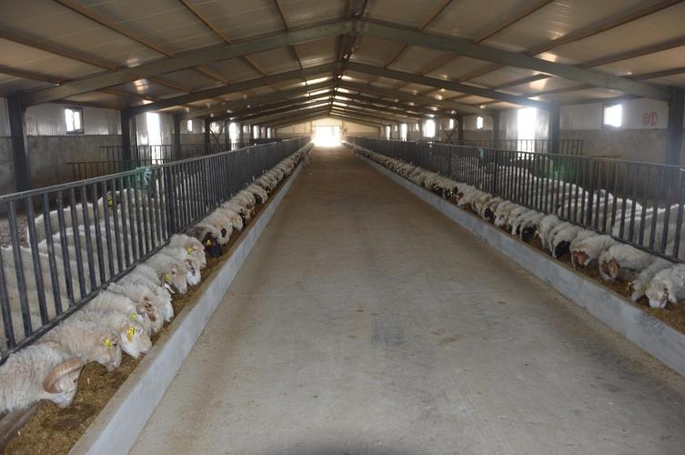 羊舍整洁干净.盐池县委宣传部供图