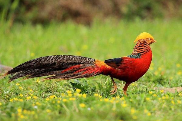 锦鸡图片大全锦鸡是什么