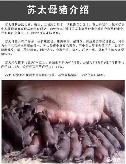 黑猪 苏太猪苗 苏太母猪 繁育瘦肉型育肥猪苗 适应力强 自产自销
