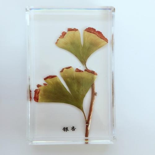 创意树脂工艺品厂家直销标本教学琥珀工艺品银杏外形植物标本