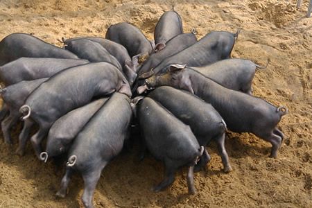 4,焦溪二花脸猪