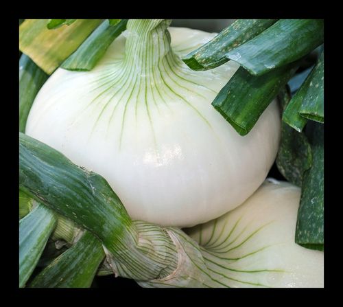 新疆白洋葱 个大味美!
