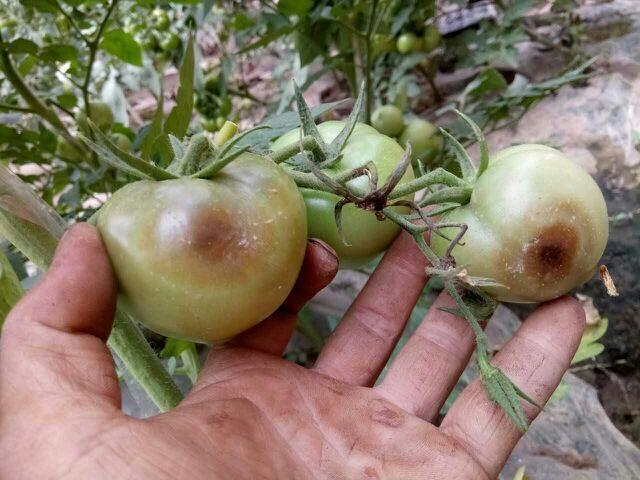 请问专家西红柿那是什么病