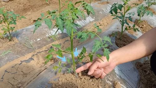 西红柿这样整枝打杈,一棵能结几十个