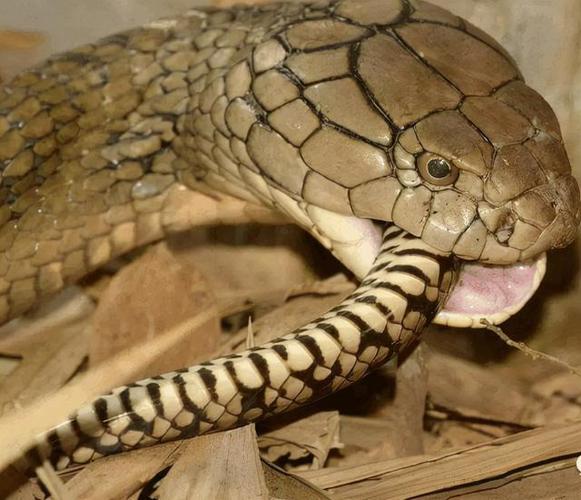 眼镜王蛇吃蛇方式多野蛮无蛇不欢连伴侣都难逃魔掌