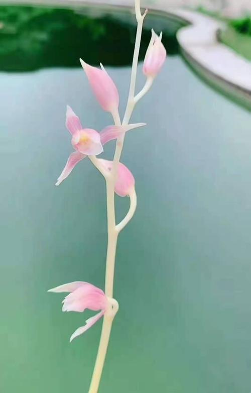 兰花苗墨兰江山美人报岁兰玉妃中透带花苞浓香室内阳台