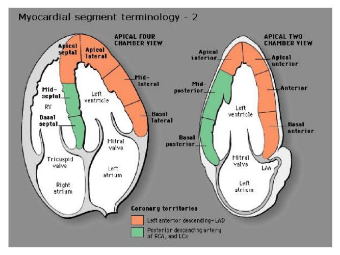 心脏解剖与心壁分区.docx