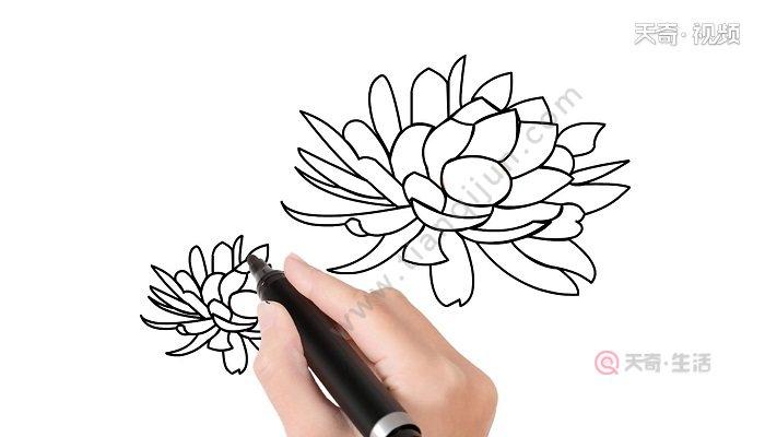 昙花简笔画 昙花简笔画怎么画