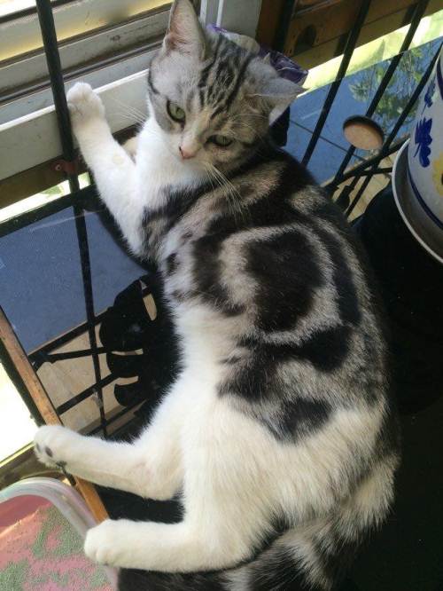 供求 出售               自家养的一窝小猫,是美短银斑加白,虎斑,猫