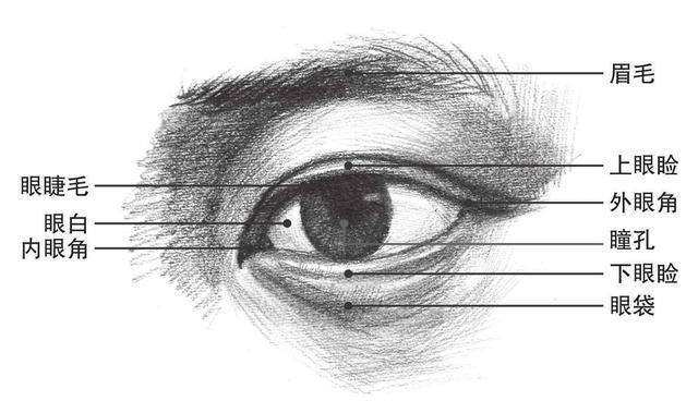 素描中人物头部比例怎么画?画五官应该注意什么?快来