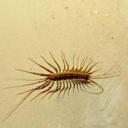 【慎入】有次睡觉前在枕头旁边看到了一只蚰蜒,我淡定