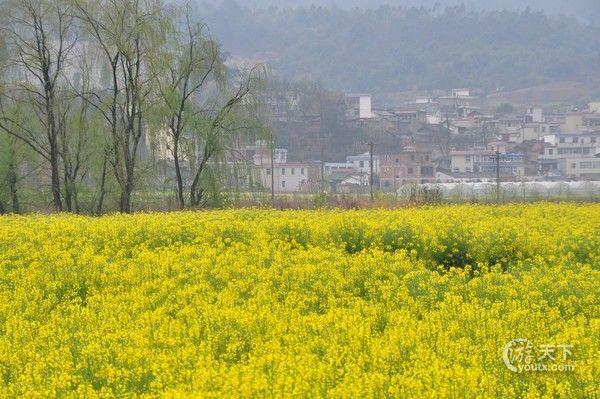 最美山花烂漫时安宁螳螂川油菜花游记