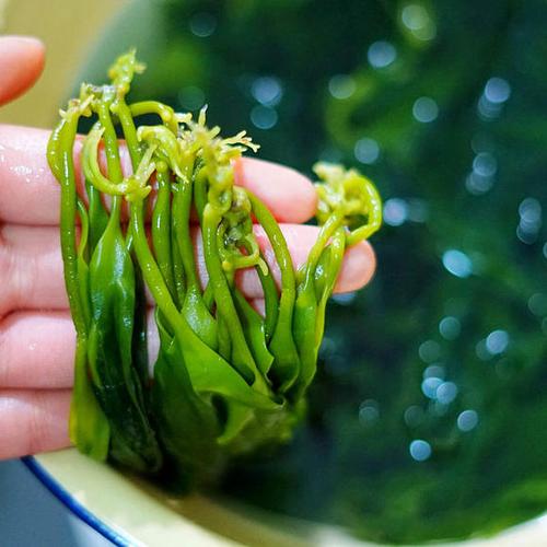【3袋】斑点妈妈海带嫩苗 凉拌菜火锅食材美食