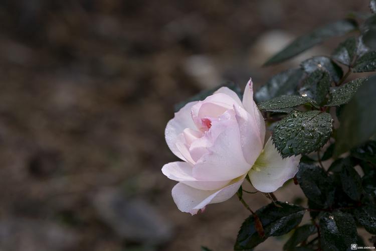 牛年春节公园打卡花容月貌月季花