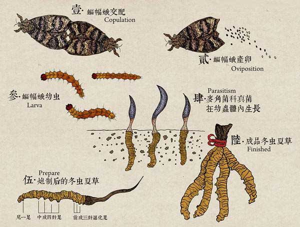 冬虫夏草形成过程