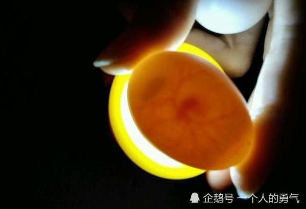 鸽子受精蛋,1-17天孵蛋变化图解,干货来袭新手可做照