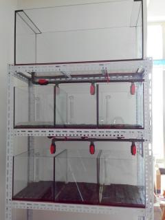 设计定做 各式鱼缸, 组缸,系统缸