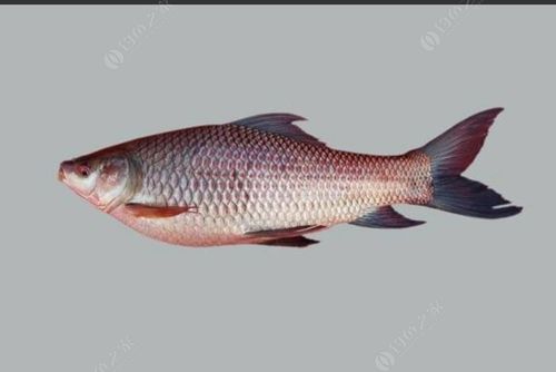 与初学涉钓者分享鲮鱼三大种类土鲮,麦鲮,野鲮与红眼的区别!