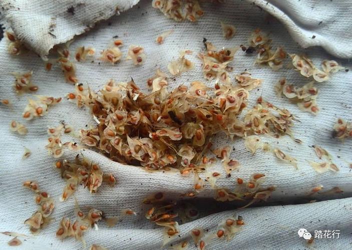 很多花友分享了我的花毛茛种子,这里简单说说本人的播种方法.