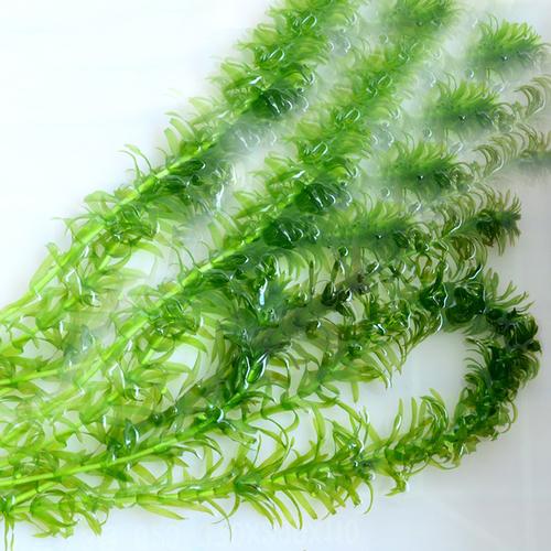 观赏浮性水草活鱼缸造景蜈蚣草绿菊水草好养易活后景新手懒人淡水