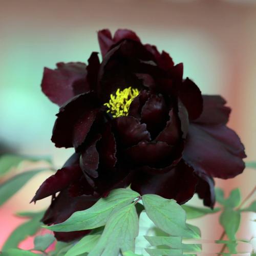 写美篇  原来,牡丹仙子早就得到消息,今天八仙都来洛阳赏花