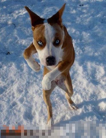 能逗你笑的,搞笑萌宠犯二图片