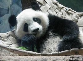 大熊猫美兰_百度百科