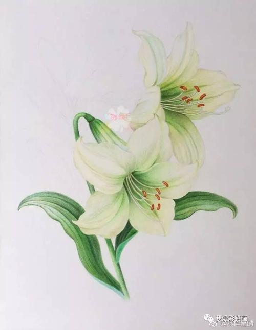 彩铅百合～美美的～临摹大神的水彩画