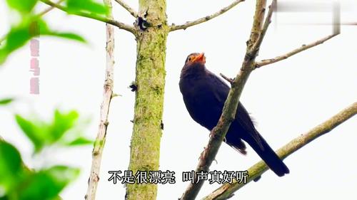 好听的百舌鸟乌鸫叫声,同时伴有蜡嘴雀叫声