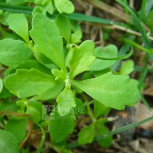 四季中草药盆栽胡荽鹅不食草植苗天胡荽