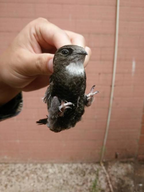 捡到一只鸟,不知道是什么品种,感觉有点像老鹰或者猫头鹰幼崽.有懂