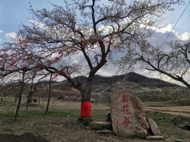游抚顺梨花谷风景区(2020-04-25)