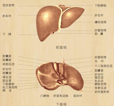 (图); 肝腹水治疗哪里好相关图片; 肝和肾时不时疼