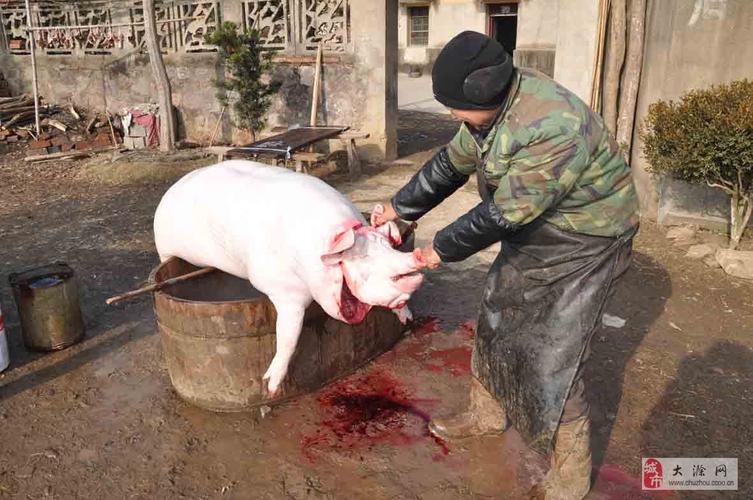 [原创]杀猪的屠夫
