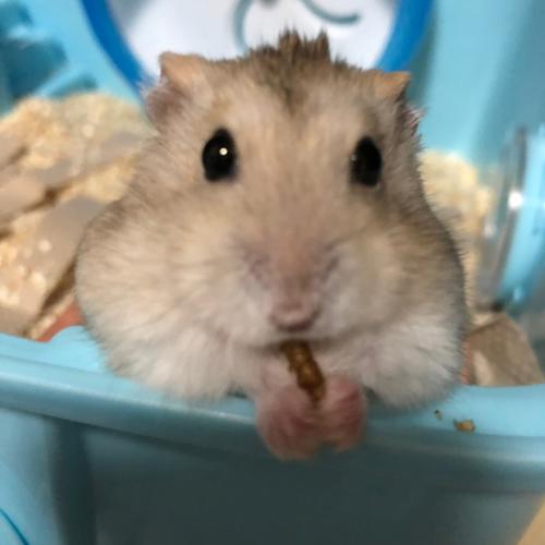 仓鼠#布丁#_仓鼠_宠物_宠物最萌瞬间_宠物_小红书