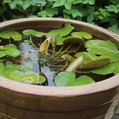 大水缸老式家用储水造景陶瓷特大号庭院招财阳台米桶