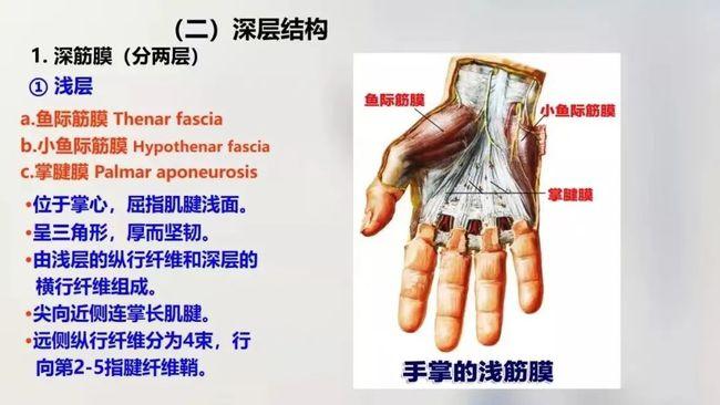 70张高清上肢解剖图谱,临床必备!|骨科|肌肉_网易订阅