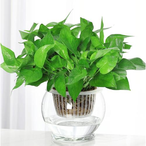 绿萝盆栽室内客厅吸甲醛净化空气四季长青植物耐寒耐热好养活视频