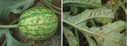 如何识别西瓜细菌性角斑病,发生了该怎么办?